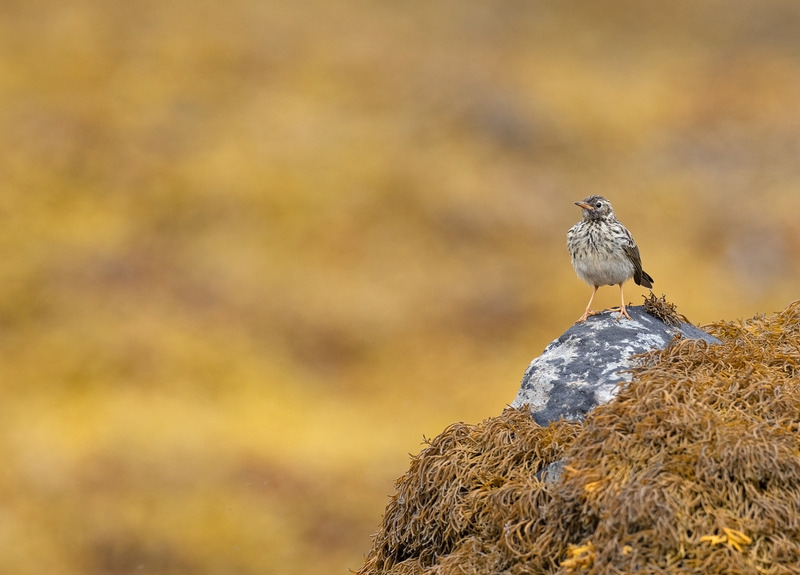 Meadow Pipit | Loch Eil