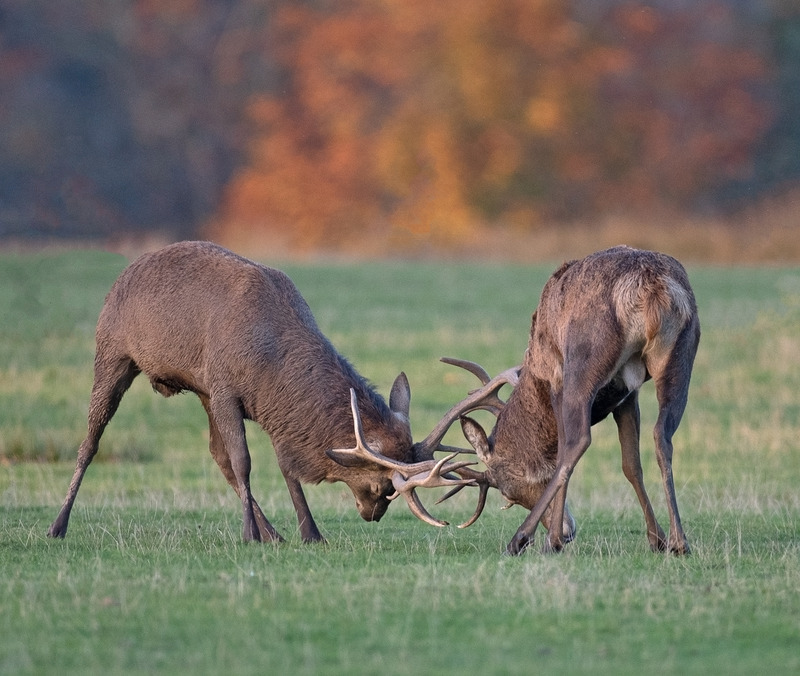 Red Deer - Cervus elaphus - Mammals