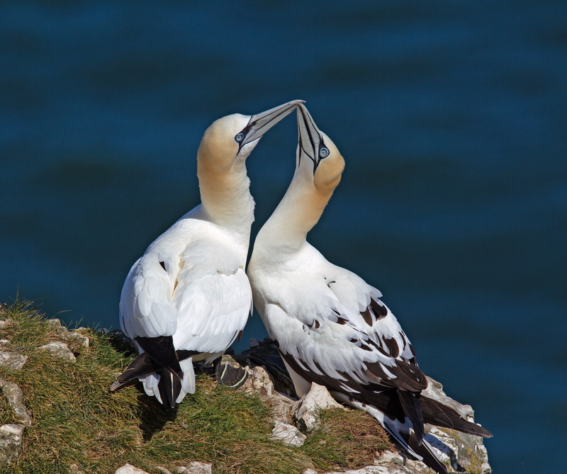 Gannet - Morus bassanus - The Coast
