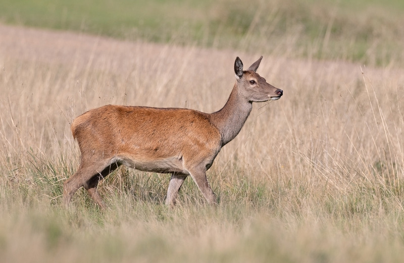 Red Deer Hind