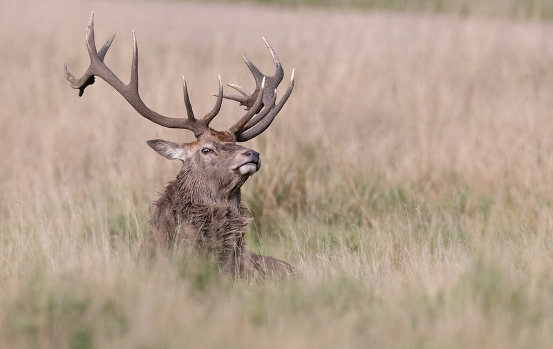 Stag