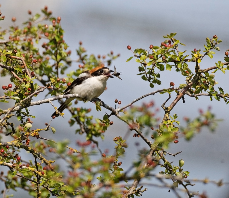 Woodchat Shrike at Daresbury