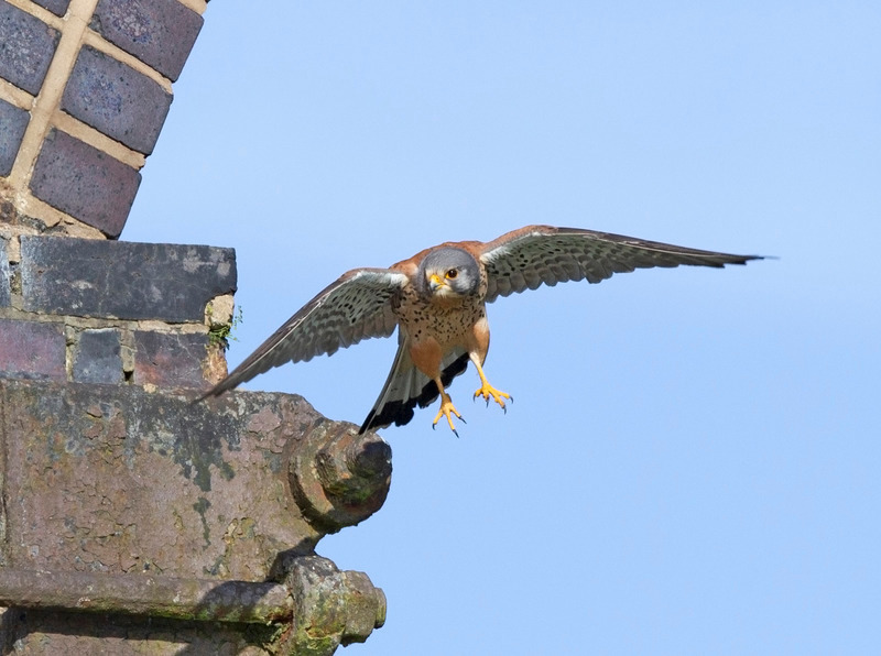 Kestrel - Falco tinnunculus - Birds of prey