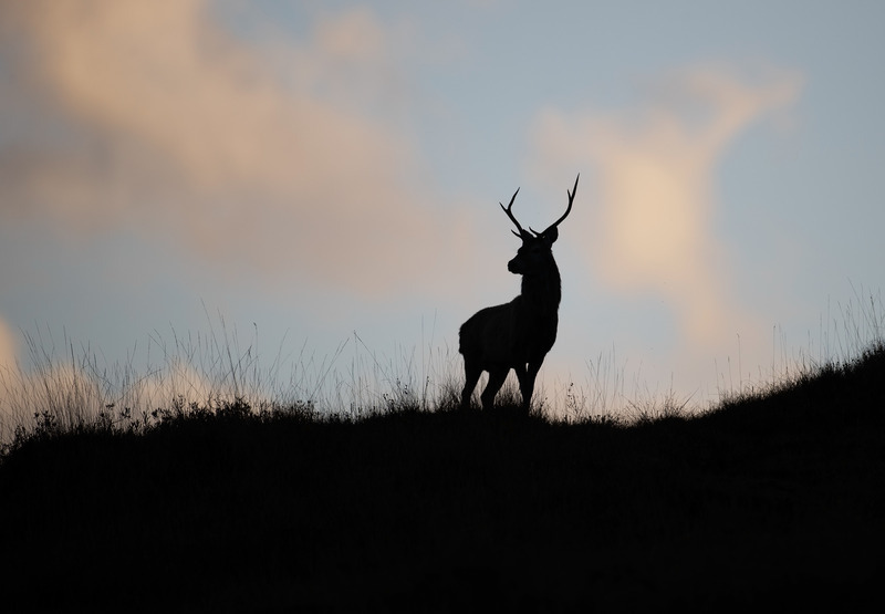Red Deer - Cervus elaphus - Ardnamurchan