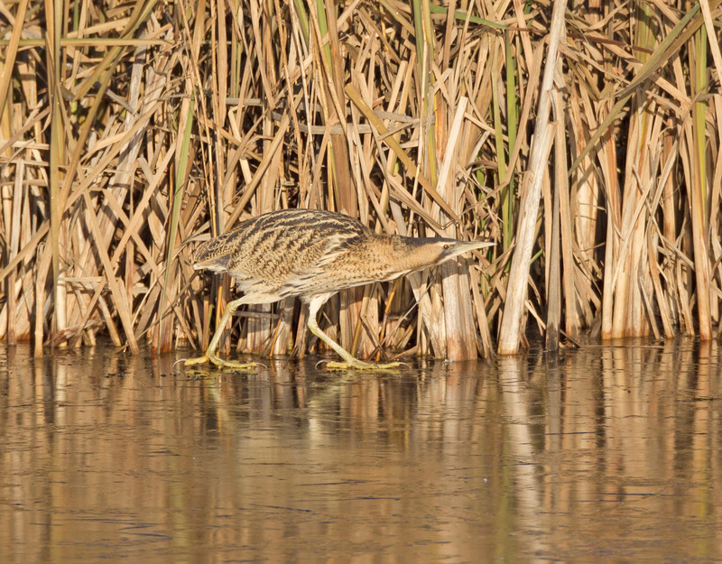 Bittern | Moore Nature Reserve