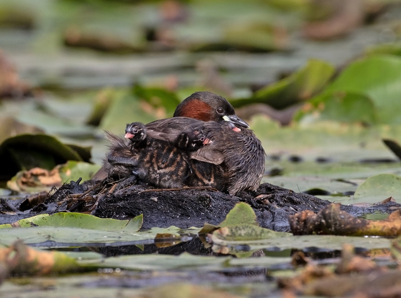 Little Grebe - Tachybaptus ruficollis - Lakes, Streams and Ponds
