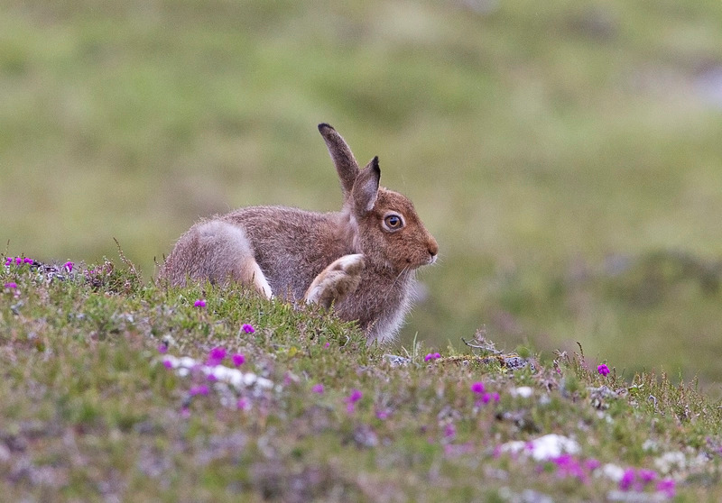 Summer in the Cairngorms