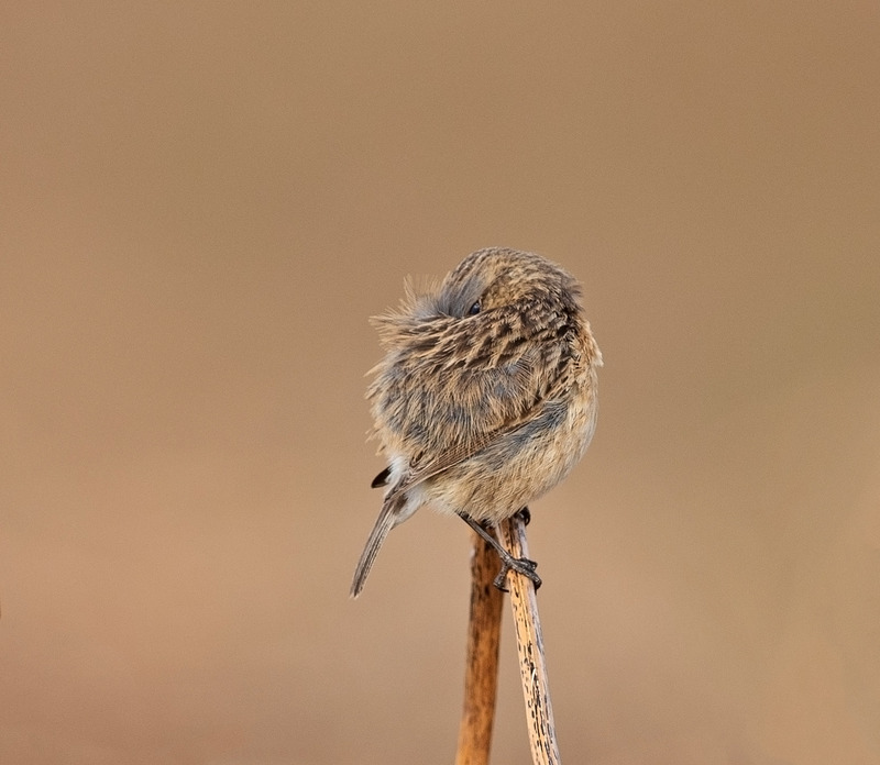 Stonechat (f) - Saxicola rubicola - On the moors