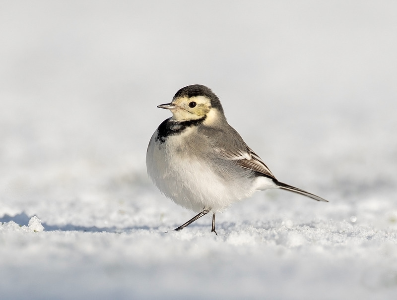 Photographing Pied Wagtails in the snow