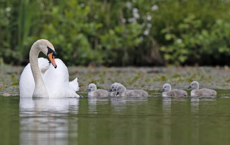 Mute Swan - Cygnus olor - Lakes, Streams and Ponds