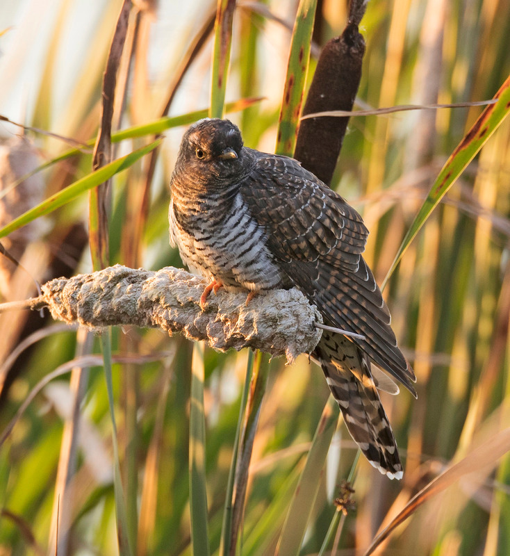 Juvenile Cuckoo at Lunt Meadows