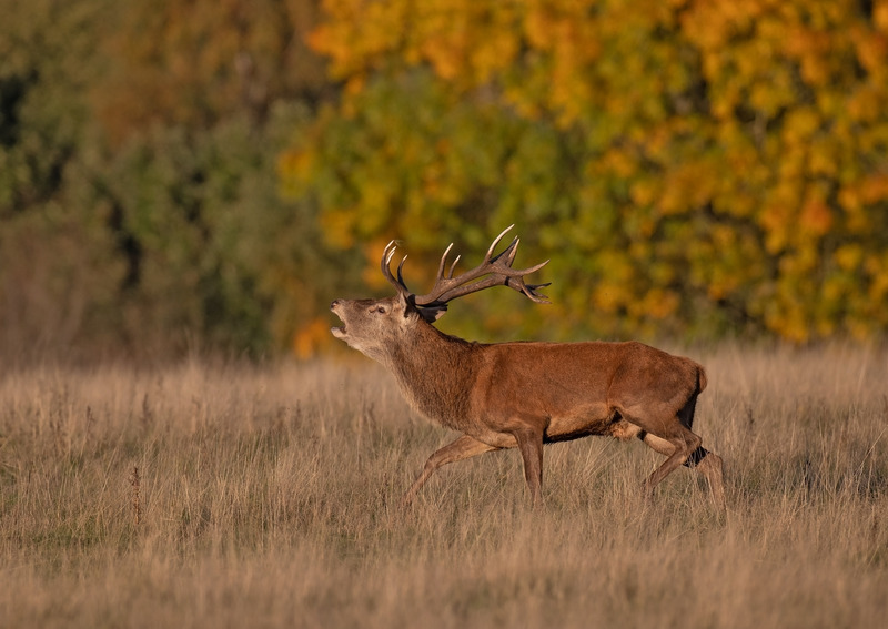 Red Deer - Cervus elaphus - Mammals