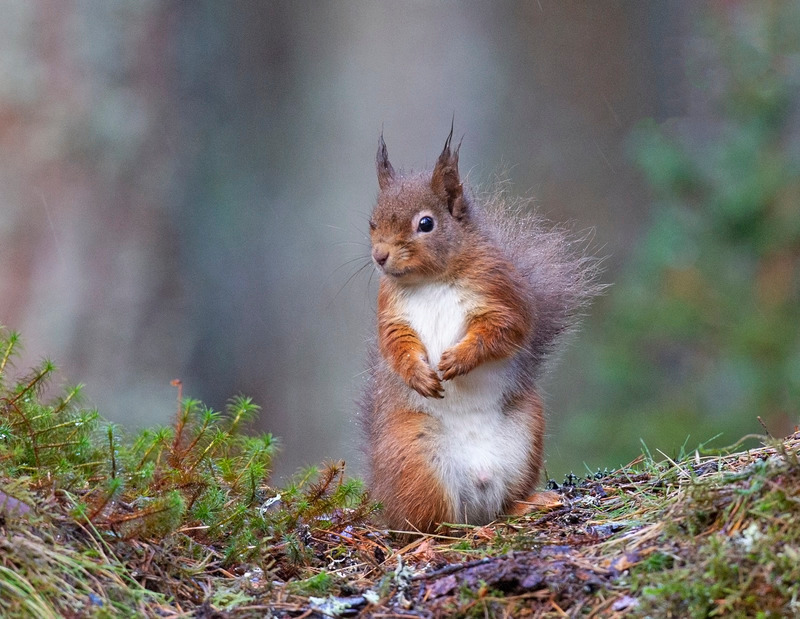 Red Squirrel - Sciurus vulgaris - Cairngorms