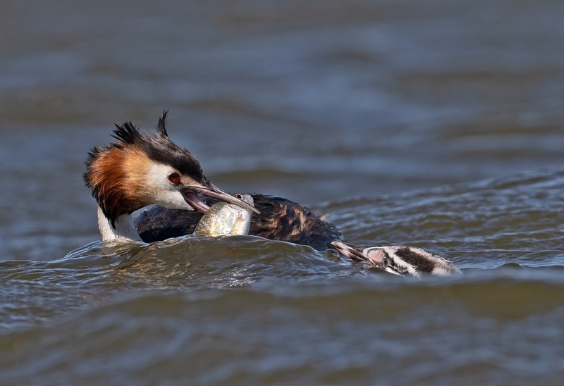 Great Crested Grebe - Podiceps cristatu - Lakes, Streams and Ponds