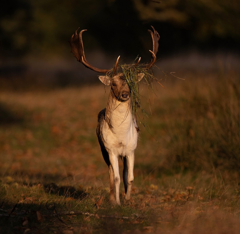 Fallow Deer - Dama dama - Mammals