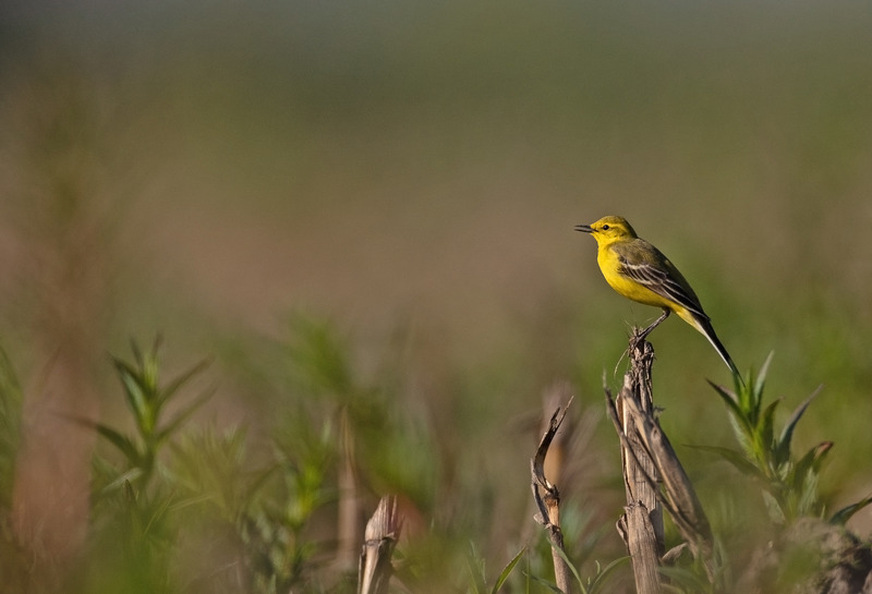 Yellow Wagtail - Motacilla flava - Meadows, Fields and Open spaces