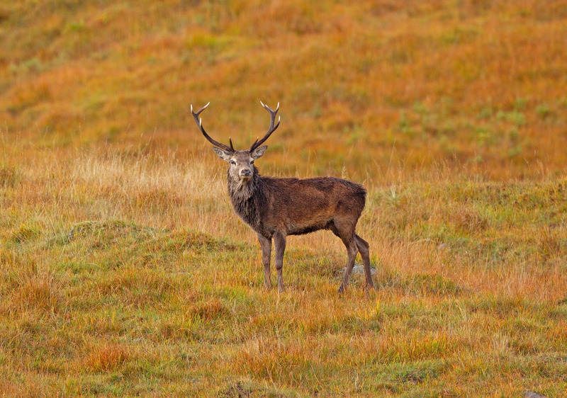 Red Deer Stag | Ardnamurchan