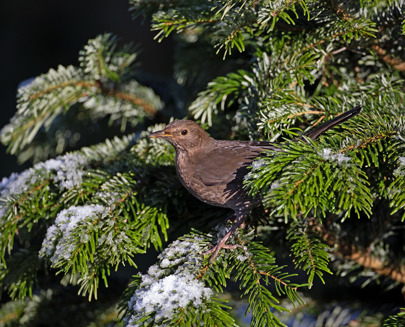 Blackbird