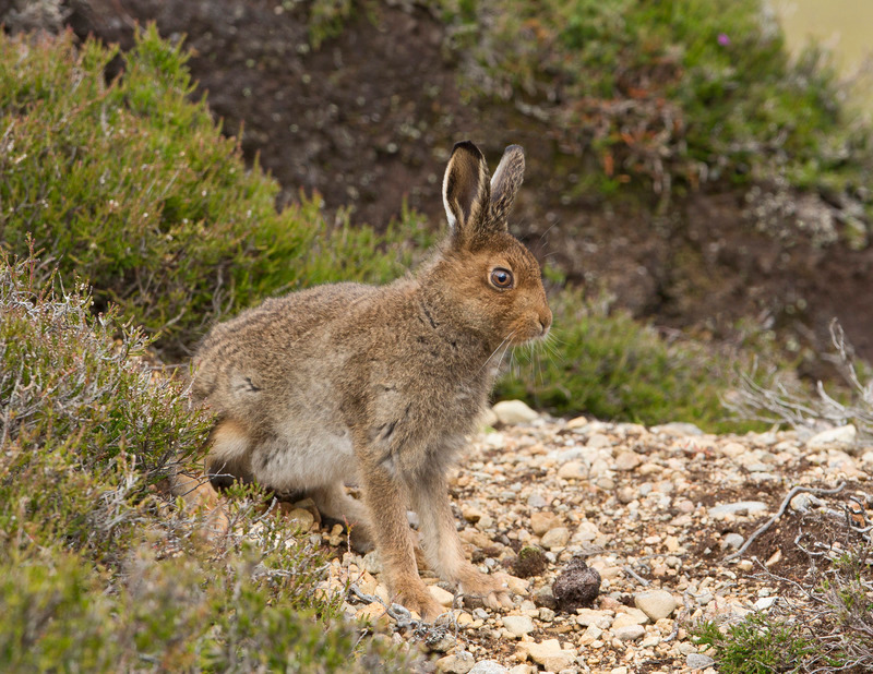 Mountain Hare Leveret - Lepus timidus - Cairngorms