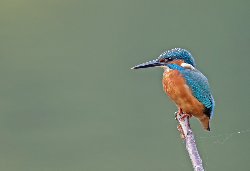 Kingfisher - Alcedo atthis - Lakes, Streams and Ponds