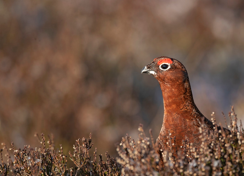 Red Grouse - Lagopus lagopus - On the moors