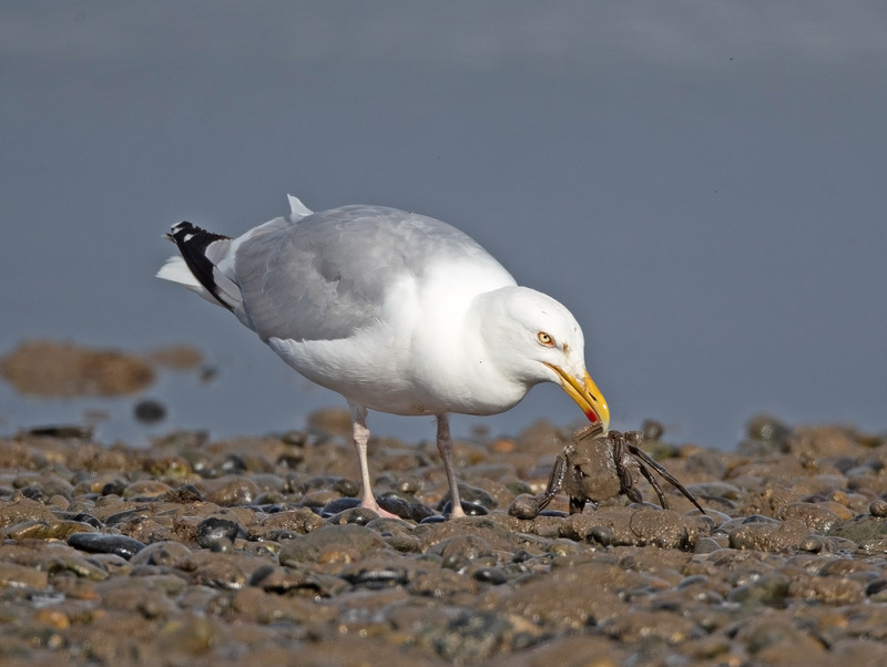 Herring Gull - Larus argentatus - The Coast