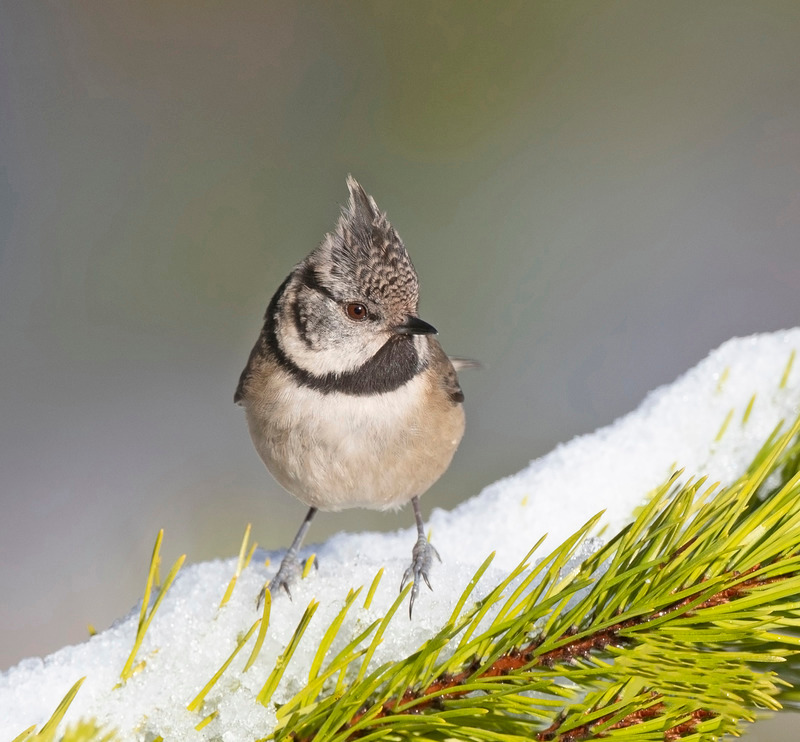 Crested Tit | Wildlife Photography