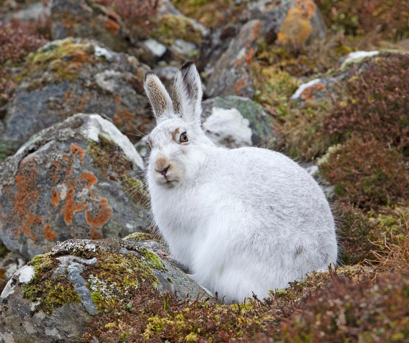 Mountain Hare - Lepus timidus - Cairngorms