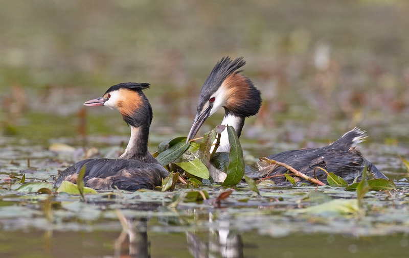 Great Crested Grebe - Podiceps cristatu - Lakes, Streams and Ponds