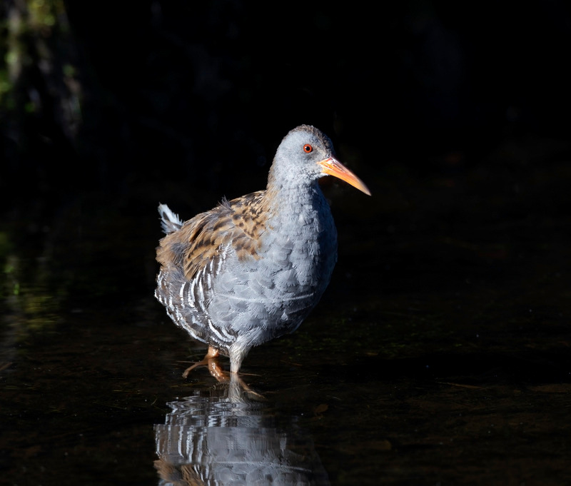 Water Rail | Moore Nature Reserve.