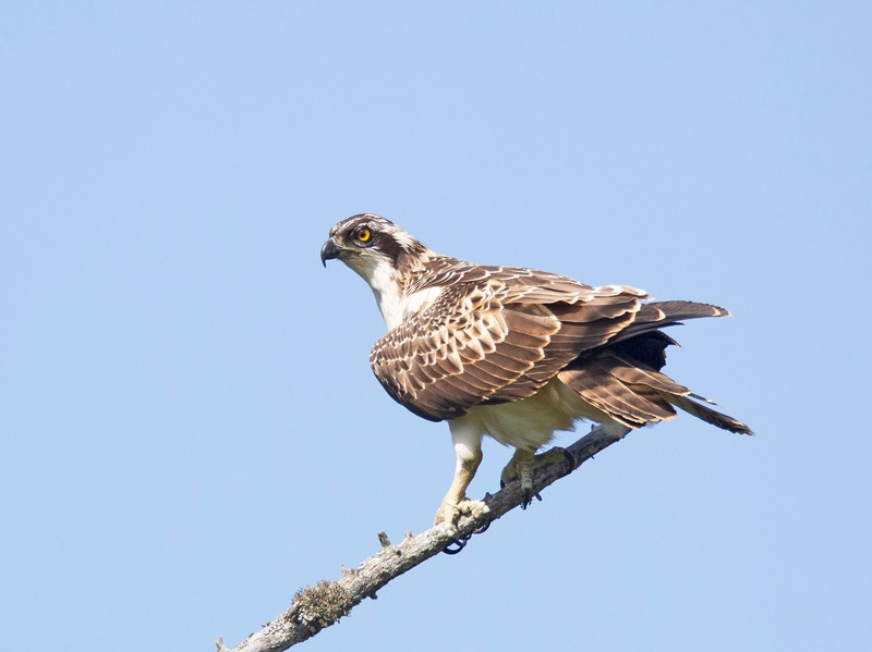 Osprey