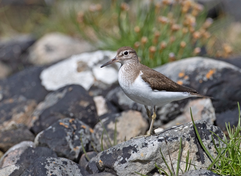 Common Sandpiper on the shore of a Scottish loch