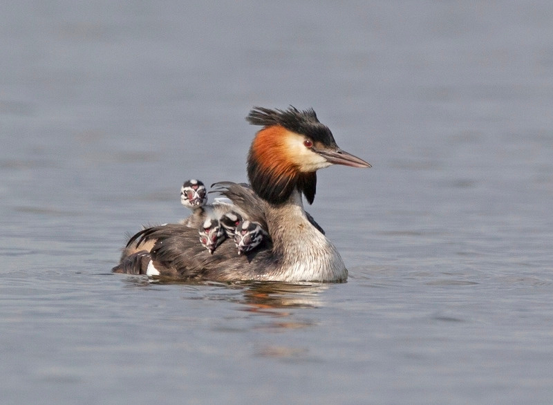 Great Crested Grebe - Podiceps cristatus - Lakes, Streams and Ponds
