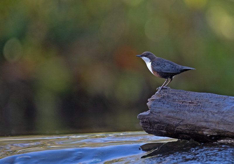 Dipper - Cinclus cinclus - Lakes, Streams and Ponds