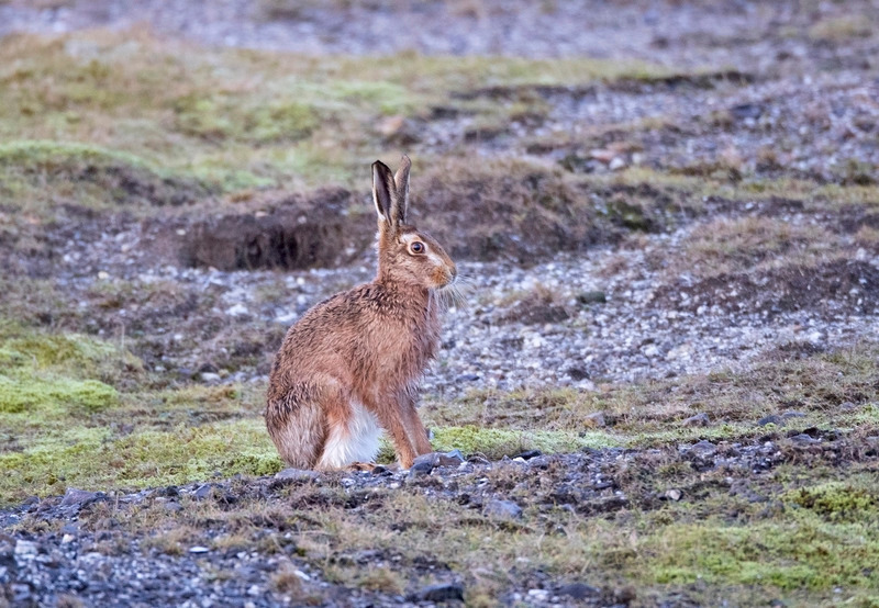 Brown Hare | North Wales