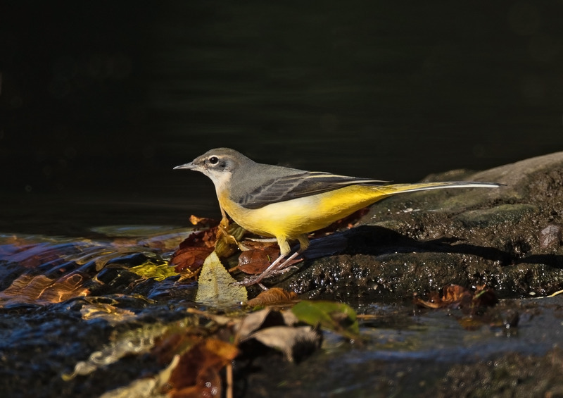 Grey Wagtail