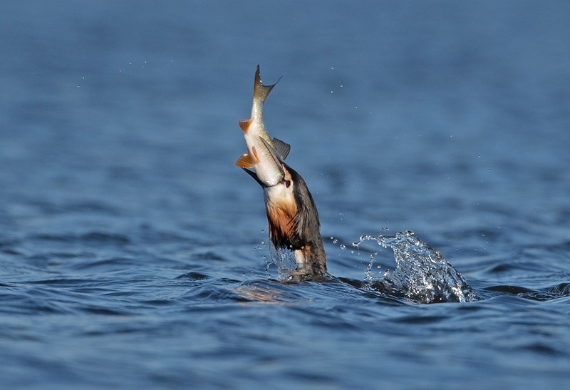 Great Crested Grebe - Podiceps cristatu - Lakes, Streams and Ponds