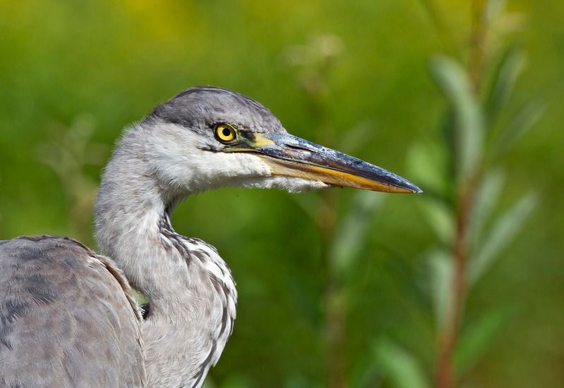 Grey Heron