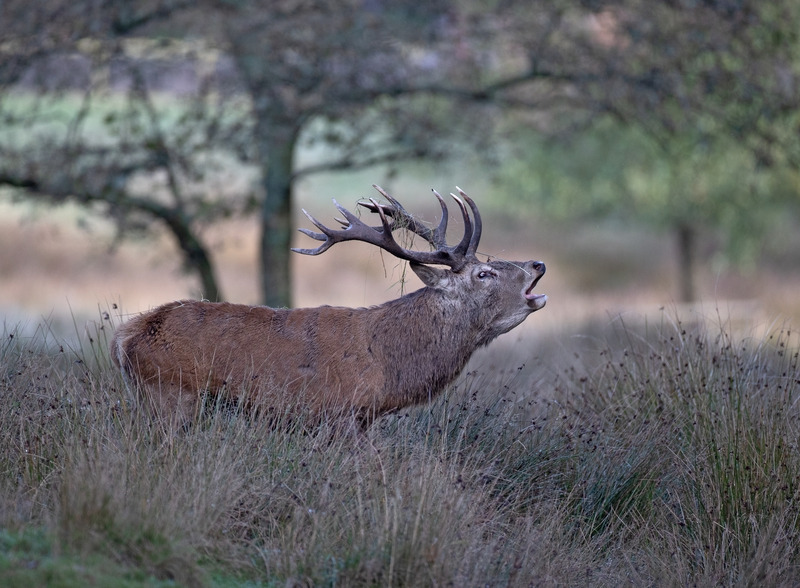 Red Deer - Cervus elaphus - Mammals