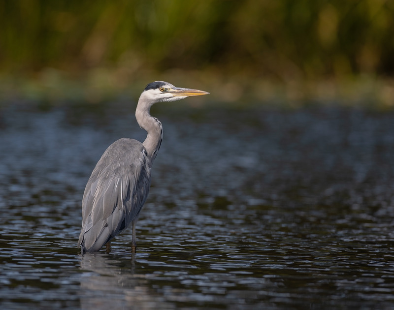 Grey Heron | Pineways | Appleton
