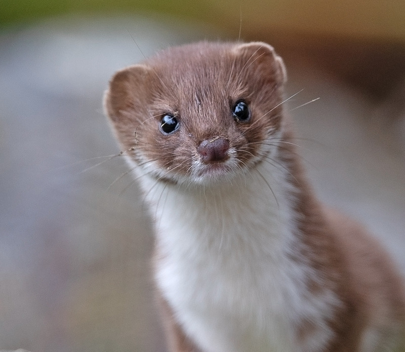 Stoat | Wildlife of Ardnamurchan