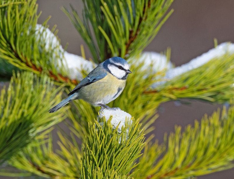 Blue Tit - Cyanistes caeruleus - Cairngorms