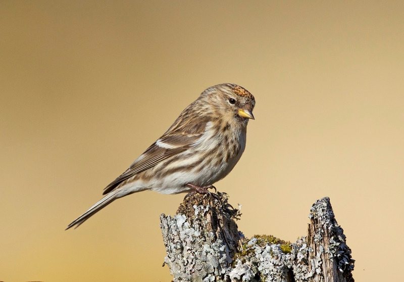 Redpoll | Ardnamurchan Wildlife