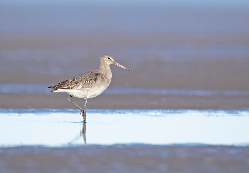 Bar-tailed Godwit - The Coast
