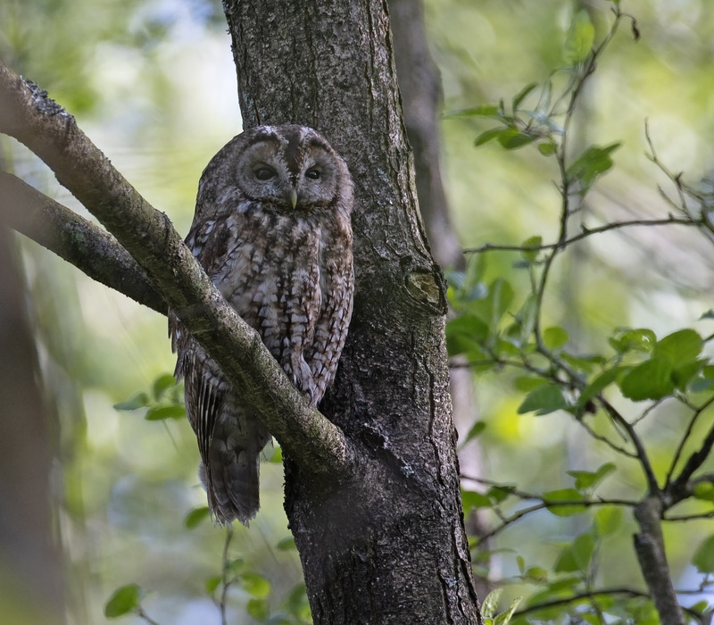 Tawny Owl - Strix aluco - Birds of prey