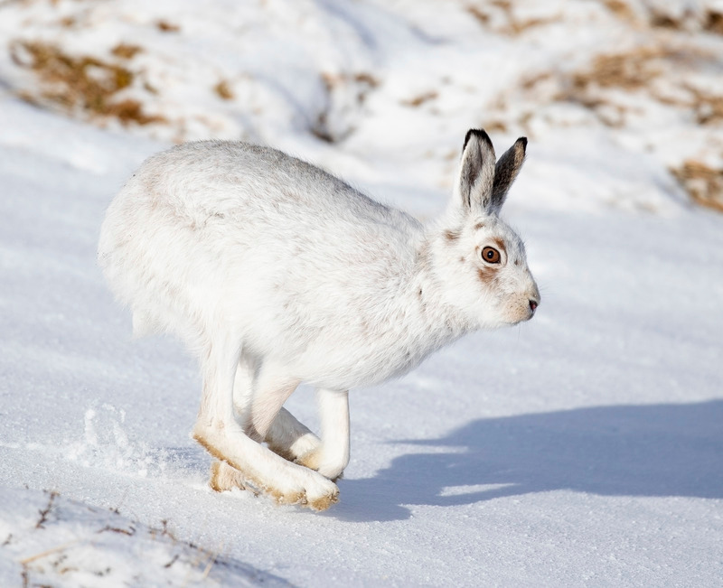 Mountain Hare - Lepus timidus - Cairngorms