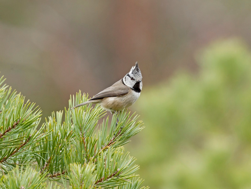 Crested Tit - Lophophanes cristatus - Cairngorms
