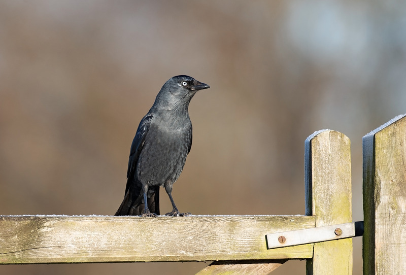Jackdaw - Corvus monedula - Hedgerows and Woodland