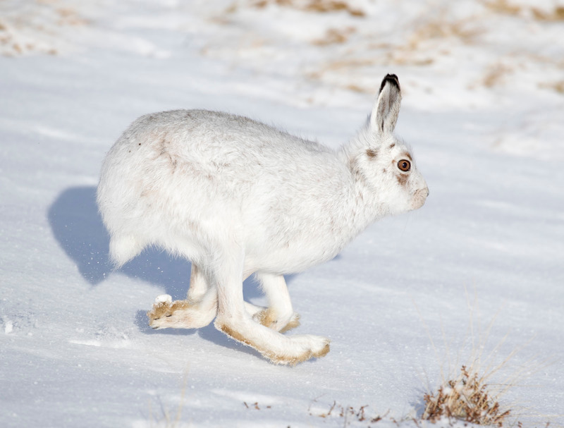 Mountain Hare | Cairngorms Wildlife