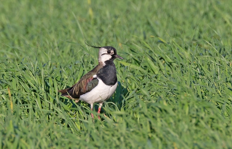Lapwing - Vanellus vanellus - Meadows, Fields and Open spaces